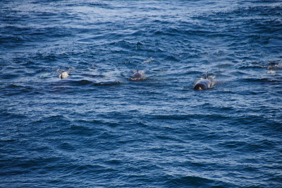 Long-finned Pilot Whales
