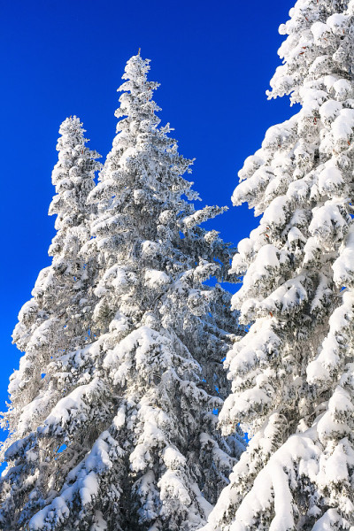 松树被大雪覆盖