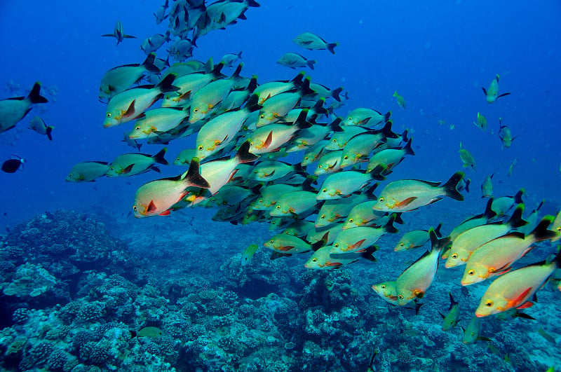 驼背红鲷鱼在Vallée Blanche divespot在塔希提