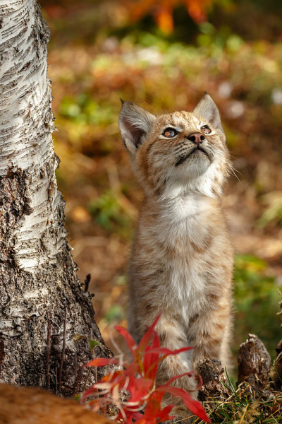 猞猁和幼崽