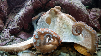 krake