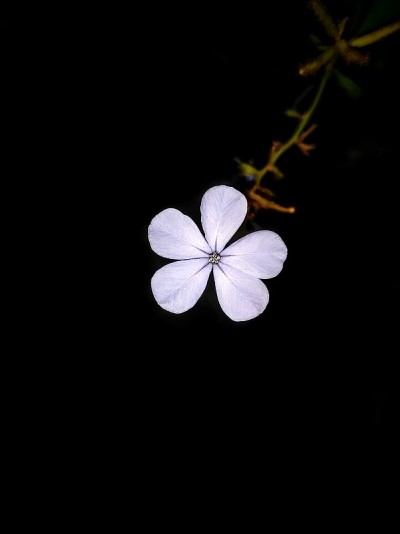 美丽的花