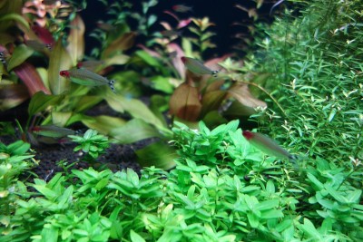 海洋水生生物
