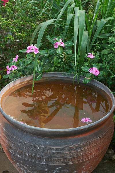 Pha that luang在老挝万象