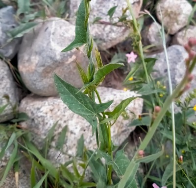 寄生植物