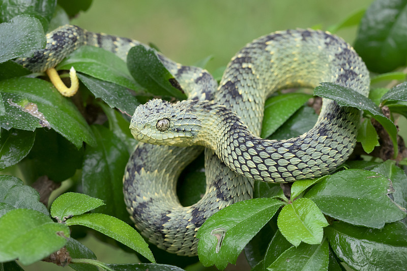 树上的彩色灌木蝰蛇(Atheris squamigera)