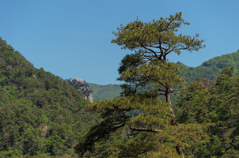 松树