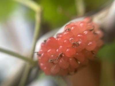 近生桑椹果实仍在树上