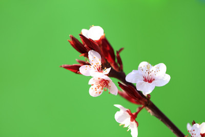 的梅花