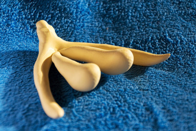 3d打印女性性器官阴蒂，用于人体解剖学课程