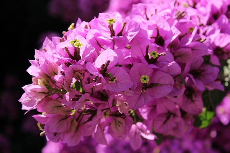 九重葛花，石竹花，美丽的装饰花