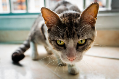 近距离的猫照片与绿色的眼睛