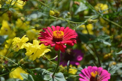 Zinnia花
