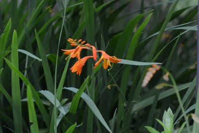 Montbretia