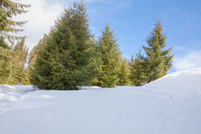 冷杉树在雪中