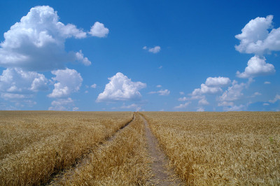 麦田