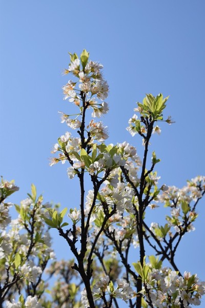 日本樱花盛开