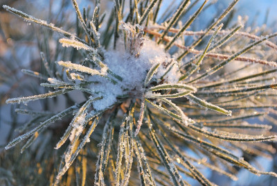 松枝上覆盖着雪