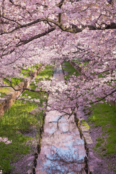 “Sakura”樱花在河边盛开