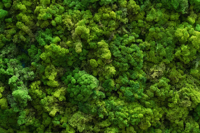森林苔藓。