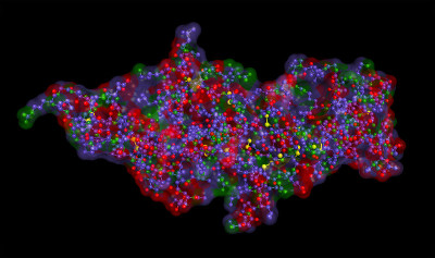 人绒毛膜促性腺激素，绒毛膜促性腺激素，胎盘激素。PDB: 1合。糖蛋白激素用于妊娠试验。插图