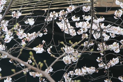 樱花和日本横滨大冈河水面