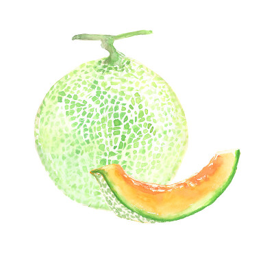 用水彩画的瓜插图
