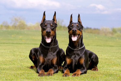 两个杜宾犬