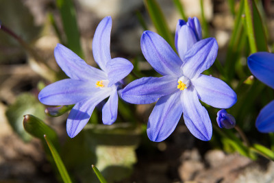 紫色chionodoxa花