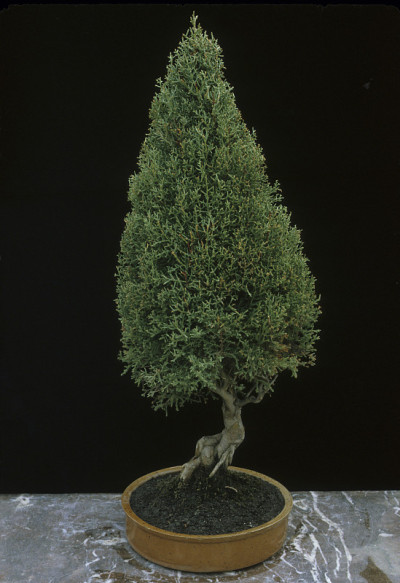 Bonsai