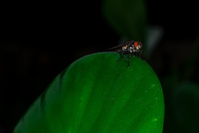 家蝇(musca domestictica)，又名mosquito,mosca, domestic 