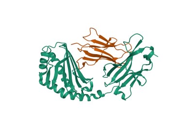 人CD1a(绿色)与β -2-微球蛋白(棕色)复合物的结构