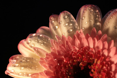 特写花与小水滴
