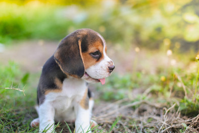 傍晚，一只可爱的小猎犬在绿色的草地上休息。