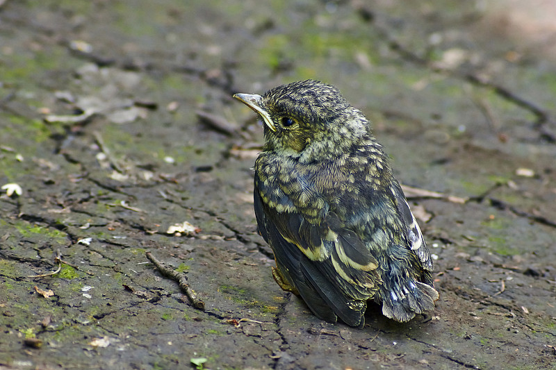 Emberiza citrinella。佛兰盖儿鸟