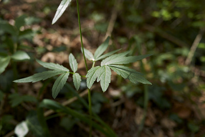 鳞茎cardamine