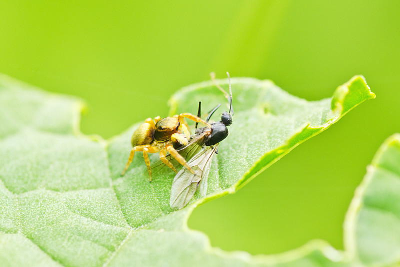 蜘蛛人
