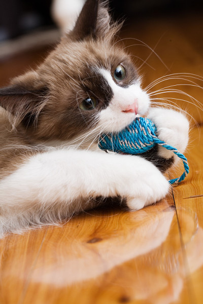 猫在玩