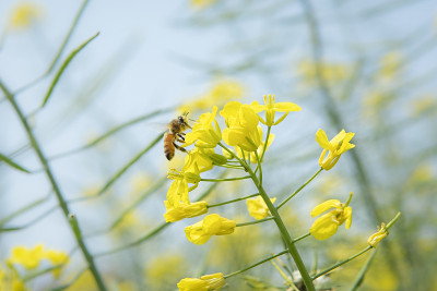 蜜蜂在春天采集油菜花