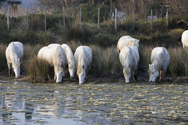 Camargue Horse, Herd Drinking in Swamp, Saintes Ma