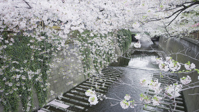 樱花
