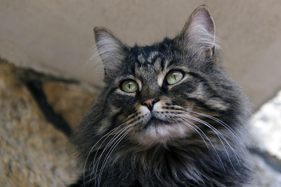 大条纹猫或小猫。猎人。照片。宠物