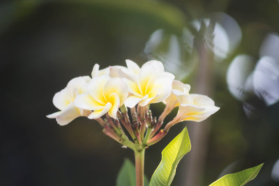 Plumeria