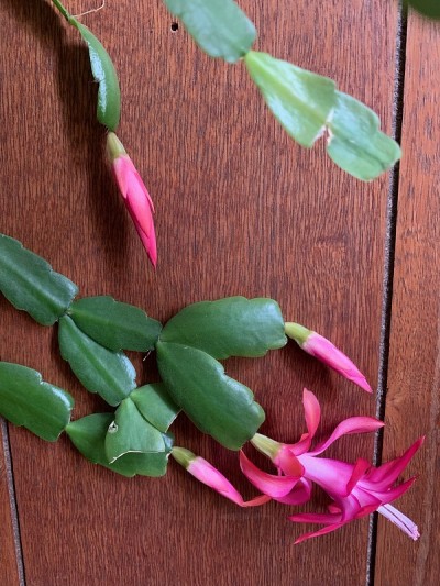圣诞仙人掌花