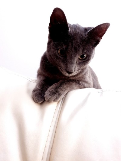 查特鲁小猫