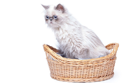 篮子里的波斯猫