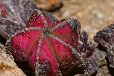 仙人掌astrophytum myrio柱头，异国情调花园帕兰卡，Bordighera周围，利古里亚