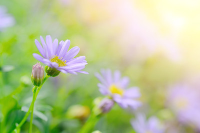 以阳光下的宇宙花为背景