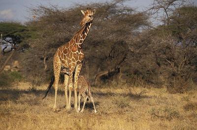 Reticulated Giraffe, giraffa camelopardalis reticu