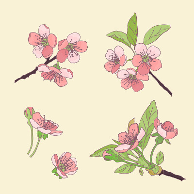 Set-cherry花。盛开的樱花。春天的花。绘画。矢量插图。eps 10。